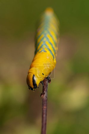 Halcón africano de la muerte (Acherontia atropos), una oruga mariposa arrastrándose sobre una rama verde.