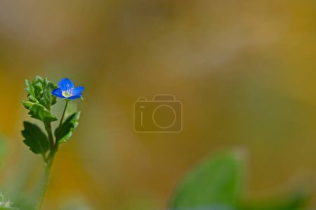 Flor silvestre azul en la naturaleza, fondo borroso. flor de germander speedwell, ojo de pájaro speedwell, o ojos de gato (Veronica chamaedrys)