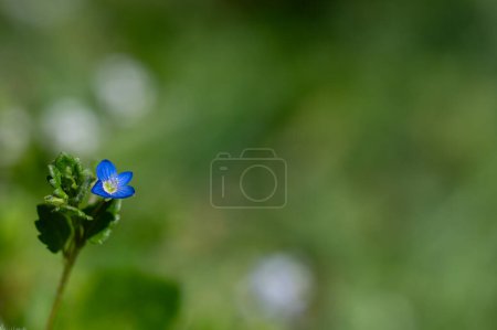 Blue wildflower in nature, blurred background. flower of germander speedwell, bird's-eye speedwell, or cat's eyes (Veronica chamaedrys)