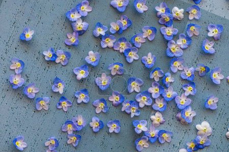 Blue wildflowers collected from nature. Veronica polita.