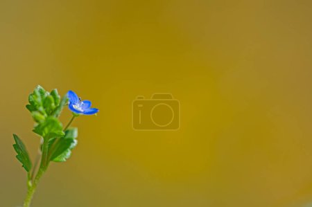 Flor silvestre azul en la naturaleza, fondo borroso. flor de germander speedwell, ojo de pájaro speedwell, o ojos de gato (Veronica chamaedrys)