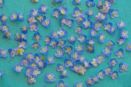 Blue wildflowers collected from nature. Veronica polita.