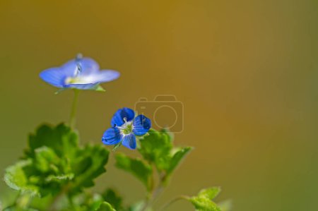 Photo for Blue wildflower in nature, blurred background. flower of germander speedwell, bird's-eye speedwell, or cat's eyes (Veronica chamaedrys) - Royalty Free Image