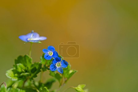 Blue wildflower in nature, blurred background. flower of germander speedwell, bird's-eye speedwell, or cat's eyes (Veronica chamaedrys)