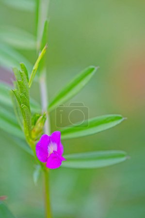 Close-up photograph of common vetch (Vicia sativa). Colorful flower macro with blurred background in a garden in spring.