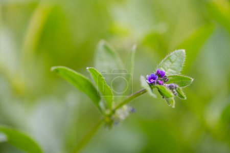 Téléchargez les photos : Asperugo procumbens, Madwort. Plante sauvage abattue au printemps. - en image libre de droit