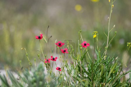 Rosa Mohnblume, Papaver dubium, grüner Grashintergrund, Natur im Freien, Wiese mit Wildblumen in Nahaufnahme