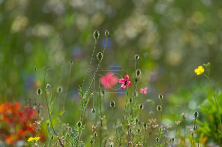 Pink poppy flower, Papaver dubium, green grass background, nature outdoors, meadow with wildflowers close-up