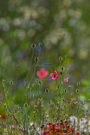 Pink poppy flower, Papaver dubium, green grass background, nature outdoors, meadow with wildflowers close-up