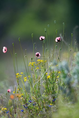 Poppy rose vu rarement dans la nature.