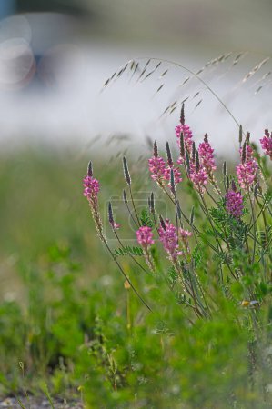 Common sainfoin or onobrychis viciifolia or sativa or esparcette flowers