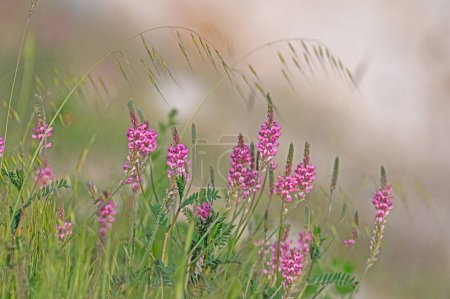 Common sainfoin or onobrychis viciifolia or sativa or esparcette flowers