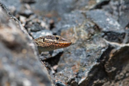Anatololacerta danfordi is an endemic lizard species that lives in stony and rocky areas near water in southern Turkey.