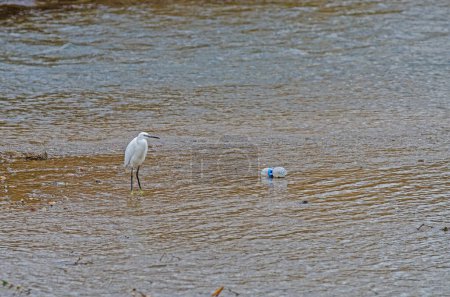 Little Egret en el humedal y botella de plástico lanzada al lago.