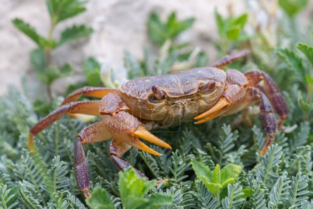 Une espèce de crabe dans l'herbe près du ruisseau. Antalya, Turquie.