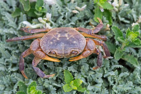 Une espèce de crabe dans l'herbe près du ruisseau. Antalya, Turquie.