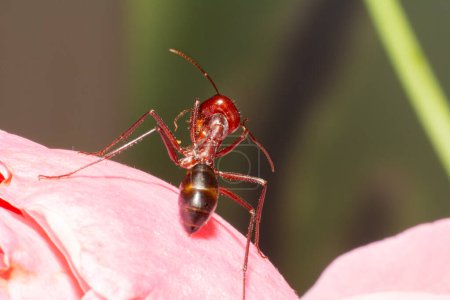 Hormiga de color rojo sobre flor rosa.
