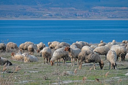 Sheep grazing by the lake. Lake Burdur, Turkey.