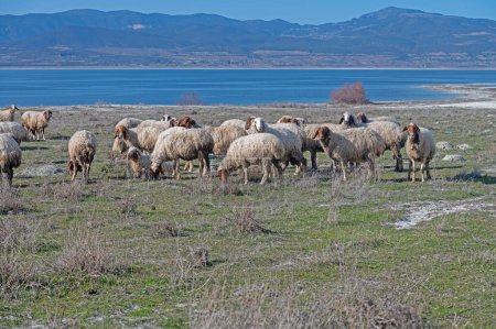 Pâturage des moutons près du lac. Lac Burdur, Turquie.