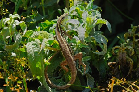 Balcan green lizard or lacerta trilineata in the grass.