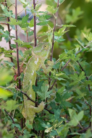 Chameleon on the branch of a bush. Chamaeleo chamaeleon.