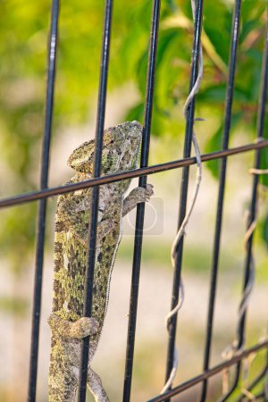 chameleon on the fence in the garden.Chamaeleo chamaeleon.
