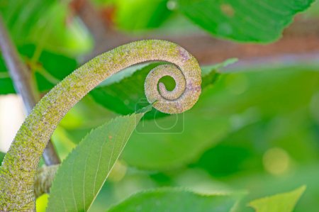 Spiral shaped chameleon tail. Chamaeleo chamaeleon.