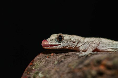 Close-up of Kotschy's Naked-toed Gecko (Mediodactylus kotschyi) in its natural habitat. Un geco que sobresale de su lengua.