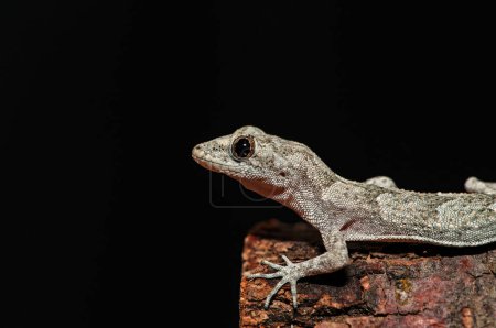 Nahaufnahme von Kotschys Nacktfußgecko in seinem natürlichen Lebensraum, auf einem Baumstumpf (Mediodactylus kotschyi)).