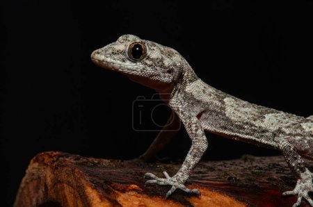 Gros plan du gecko à doigts nus de Kotschy dans son habitat naturel, sur une souche d'arbre (Mediodactylus kotschyi). Un gecko se lèche les yeux.
