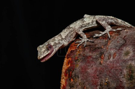 Gros plan du gecko à doigts nus de Kotschy dans son habitat naturel, sur une souche d'arbre (Mediodactylus kotschyi). Un gecko se lèche les yeux.