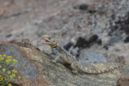 Foto de Lagarto gris (Laudakia stellio) comiendo un insecto atrapado en una roca en su hábitat natural. - Imagen libre de derechos