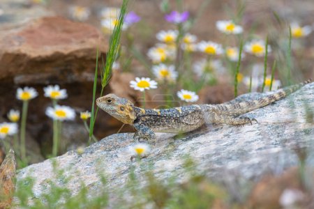 Photo for Grey hardun lizard (Laudakia stellio) on a rock in its natural habitat. White daisies in the surroundings. - Royalty Free Image