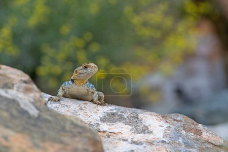Grey hardun lizard (Laudakia stellio) on a rock in its natural habitat.