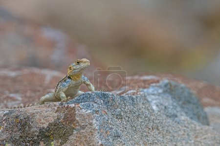 Grey hardun lizard (Laudakia stellio) on a rock in its natural habitat.