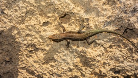 Lizard on the rock, close-up of a lizard.