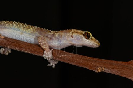 Close-up of Hemidactylus turcicus on a branch .