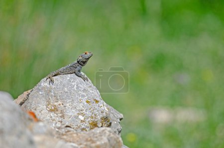 Grey hardun lizard (Laudakia stellio) sunbathing on a rock in its natural habitat.