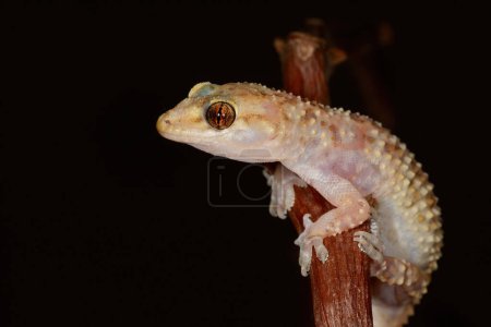 Photo for Close-up of Hemidactylus turcicus on a branch . - Royalty Free Image
