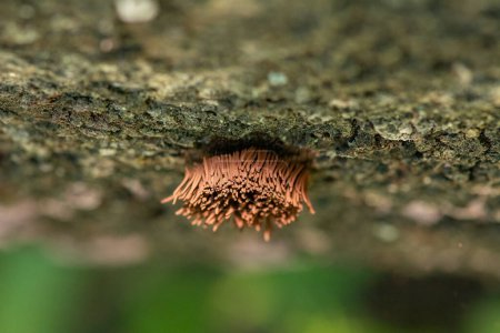 Molde de limo tubo de chocolate creciendo en un tronco caído. Stemonitis axifera. Isparta, Turquía