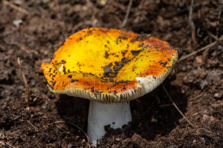 Orange mushroom in the forest