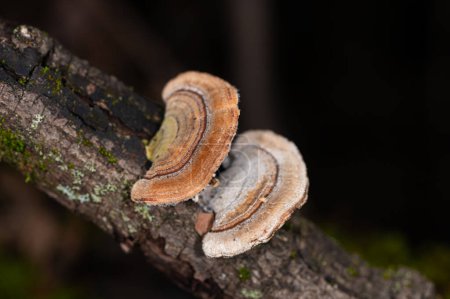 Photo for Mushrooms Growing on Trees. Trametes versicolor, also known as coriolus versicolor and polyporus versicolor mushrooms. - Royalty Free Image