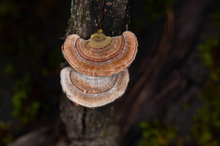 Photo for Mushrooms Growing on Trees. Trametes versicolor, also known as coriolus versicolor and polyporus versicolor mushrooms. - Royalty Free Image