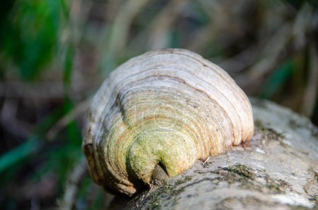 Tinder-Pilz, Fomes fomentarius auf einem alten Eichenstamm, der im Wald liegt.