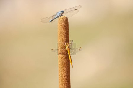 Blue dasher dragonfly and yellow dragonfly, Pachydiplax longipennis.