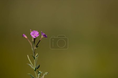 Pink coloured flower in nature. Flowering Great willowherb, Epilobium hirsutum