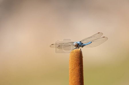 Blue dasher dragonfly, Pachydiplax longipennis.