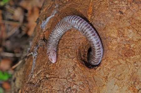 Serpiente ciega europea en su hábitat natural. Xerotyphlops vermicularis.
