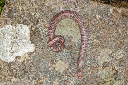 Serpiente ciega europea en su hábitat natural. Xerotyphlops vermicularis.