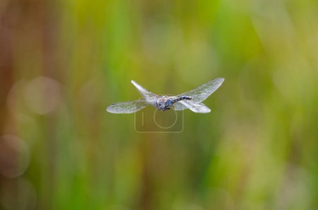 Téléchargez les photos : Faucon migrateur libellule. Aeshna mixta en vol. - en image libre de droit
